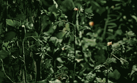 tumblr_m0e03jofmJ1qgmdm9o1_500.gif