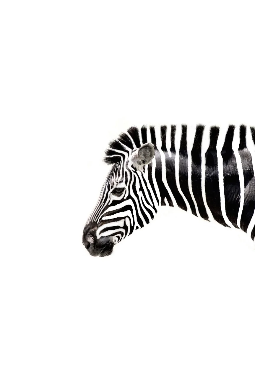 clubzebra:

fl-orish:

zebra cuteness

zebra for clubzebra is must need