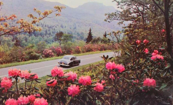 vintagepacificnorthwest:

Oregon highway in the spring