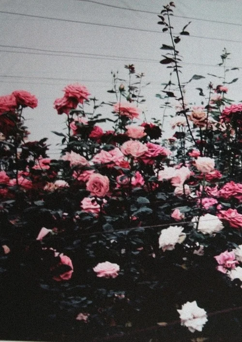 tumblr_m874qmXvlg1r16x4po1_500.jpg