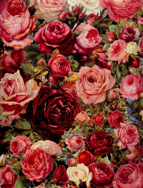 rose wallpaper