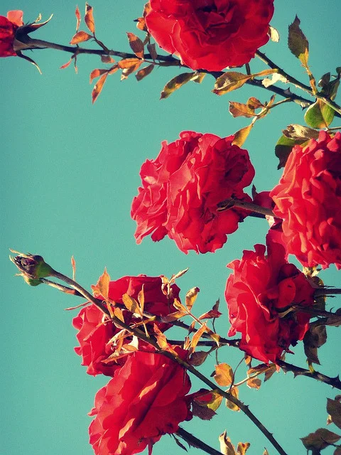 tumblr_m4l9hie3Wx1qhp5c1o1_500.jpg