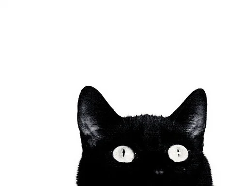 tumblr_m17dgwop071qfm2v7o1_500.jpg