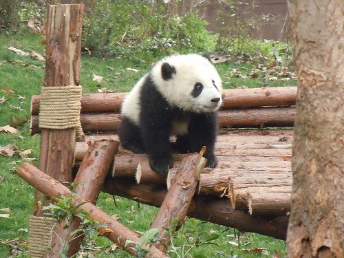 fuckyeahgiantpanda:

© Ziarnko Piasku.