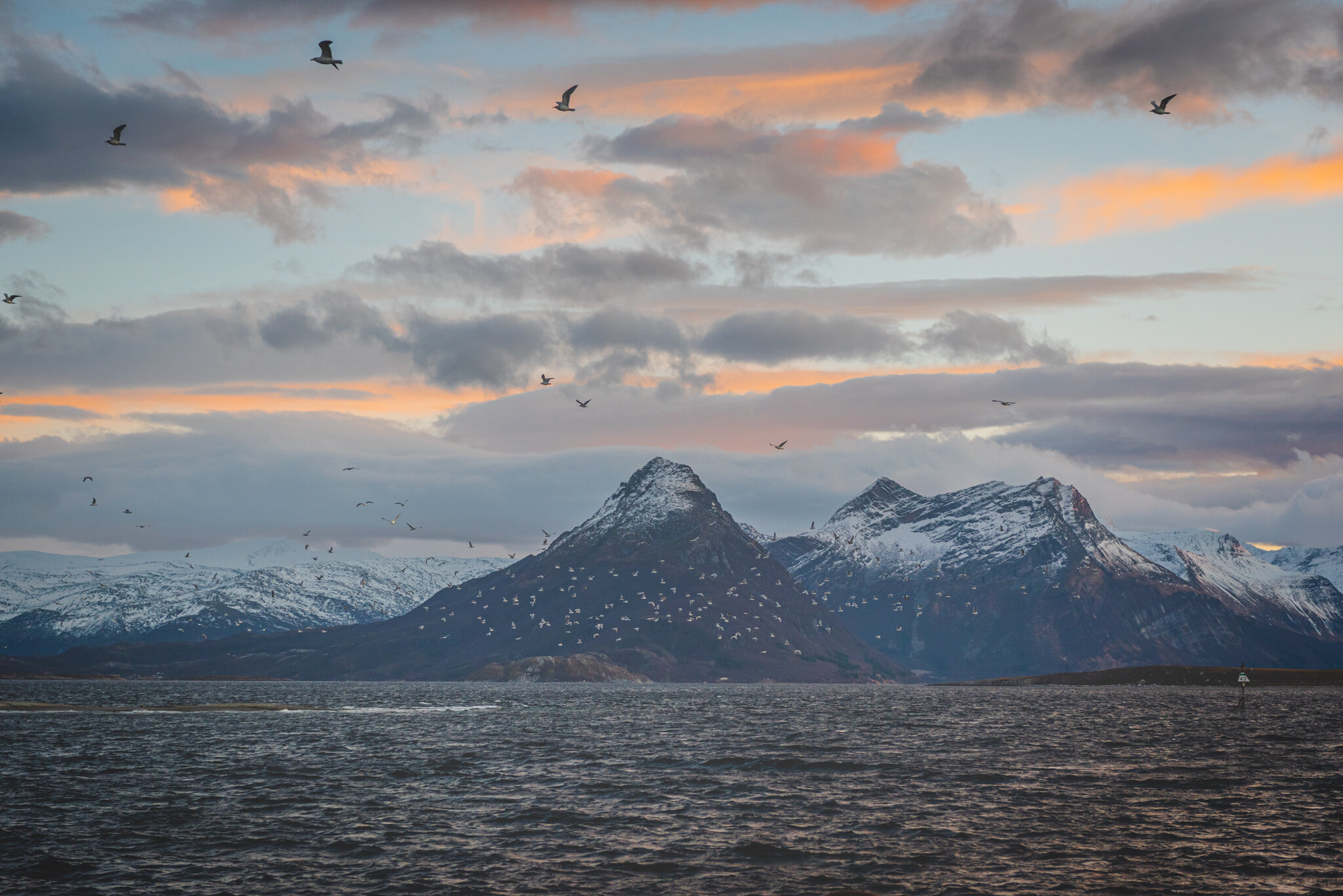 Norway's Wildlife — Kvaroy Arctic
