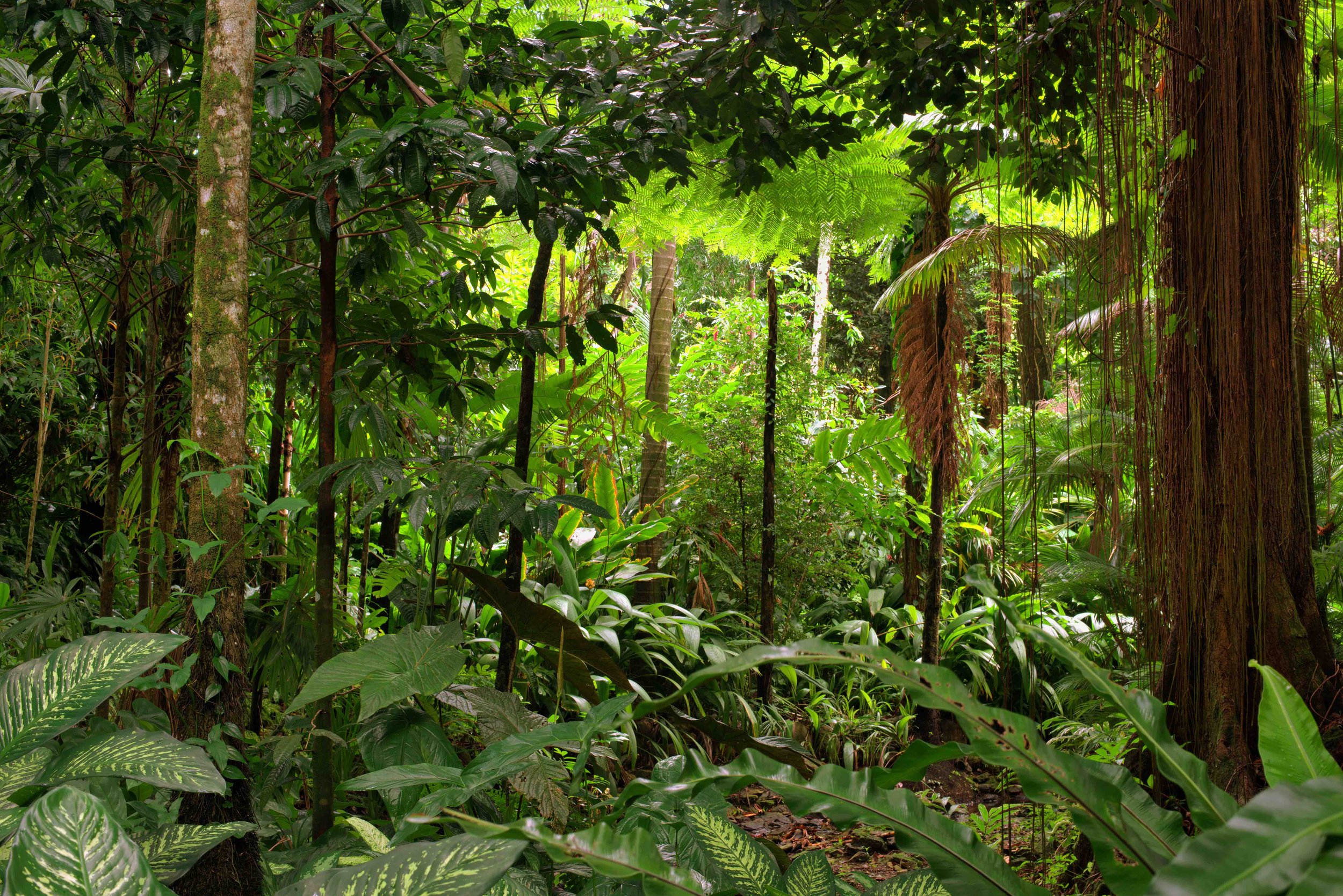 Carbon sink 3 - Rainforest, Queensland, Australia.jpg
