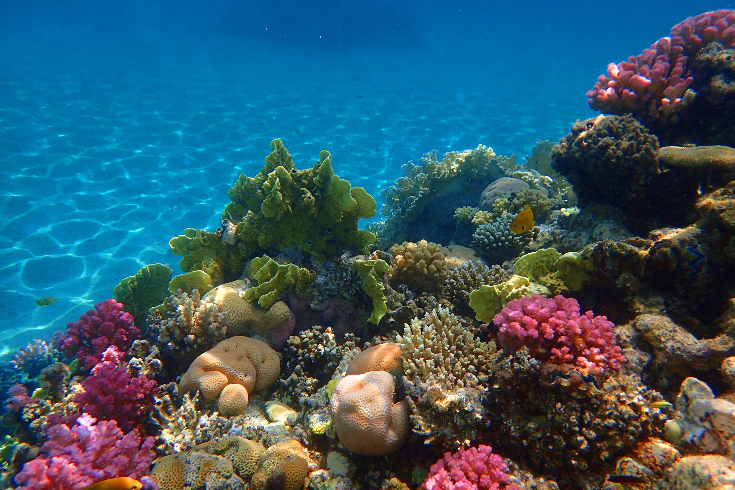 Carbon sink - Red sea coral reef in Makadi Bay, Egypt.jpg