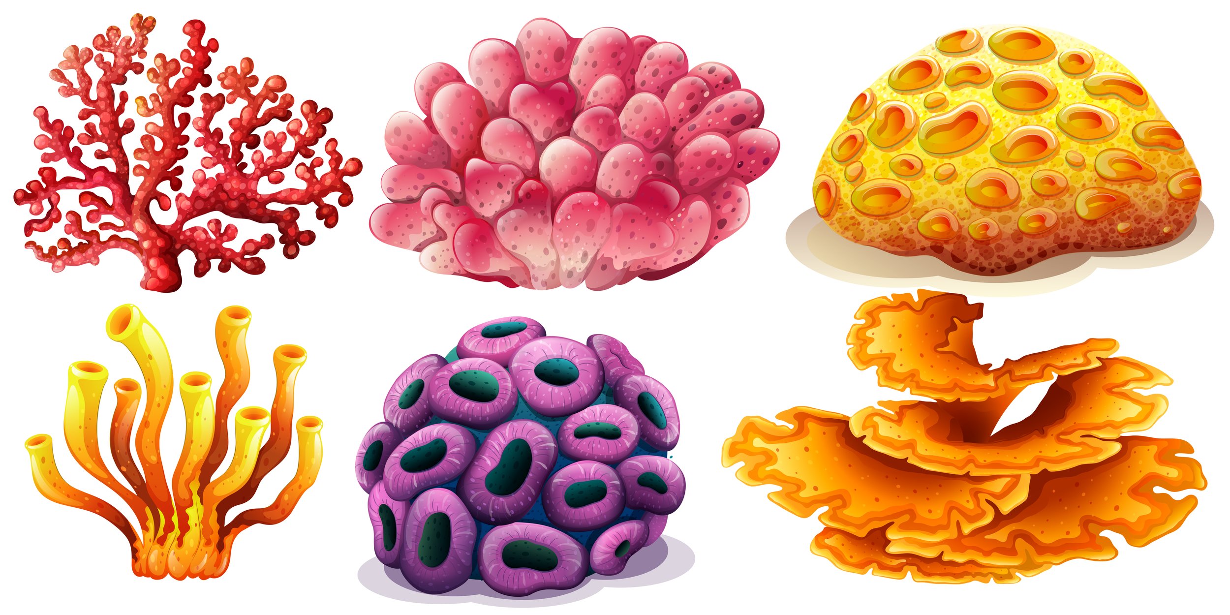Coral Types.jpg