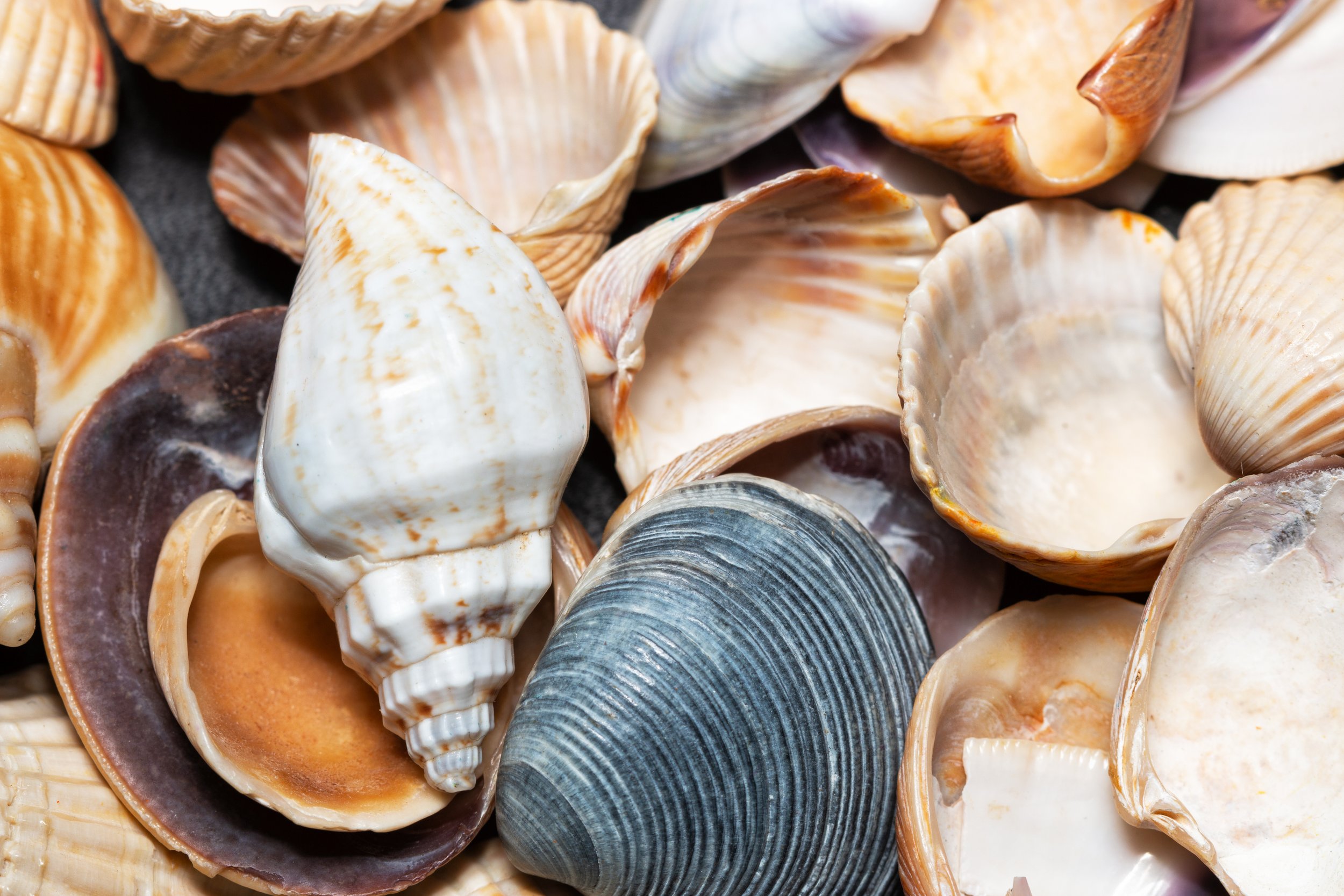 Seashells In Vinegar: Ocean Chemistry Experiment — Kvaroy Arctic
