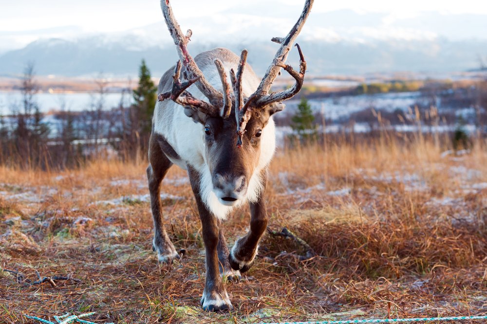 Norway's Wildlife — Kvaroy Arctic