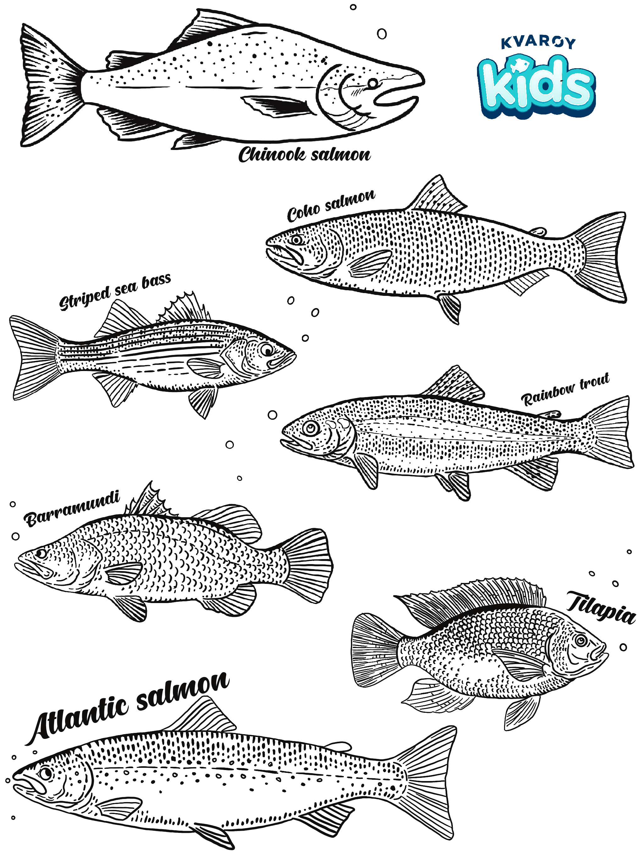 The Different Members of the Salmon Family — Kvaroy Arctic