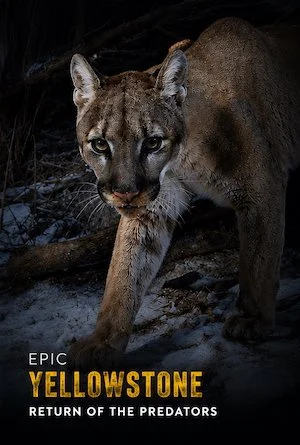 EP-YS-PREDATORS-POSTERSQSP.jpg