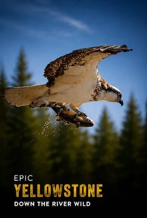 EP-YS-RIVERWILD-POSTERSQSP.jpg