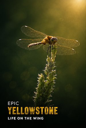 EP-YS-WING-POSTERSQSP.jpg