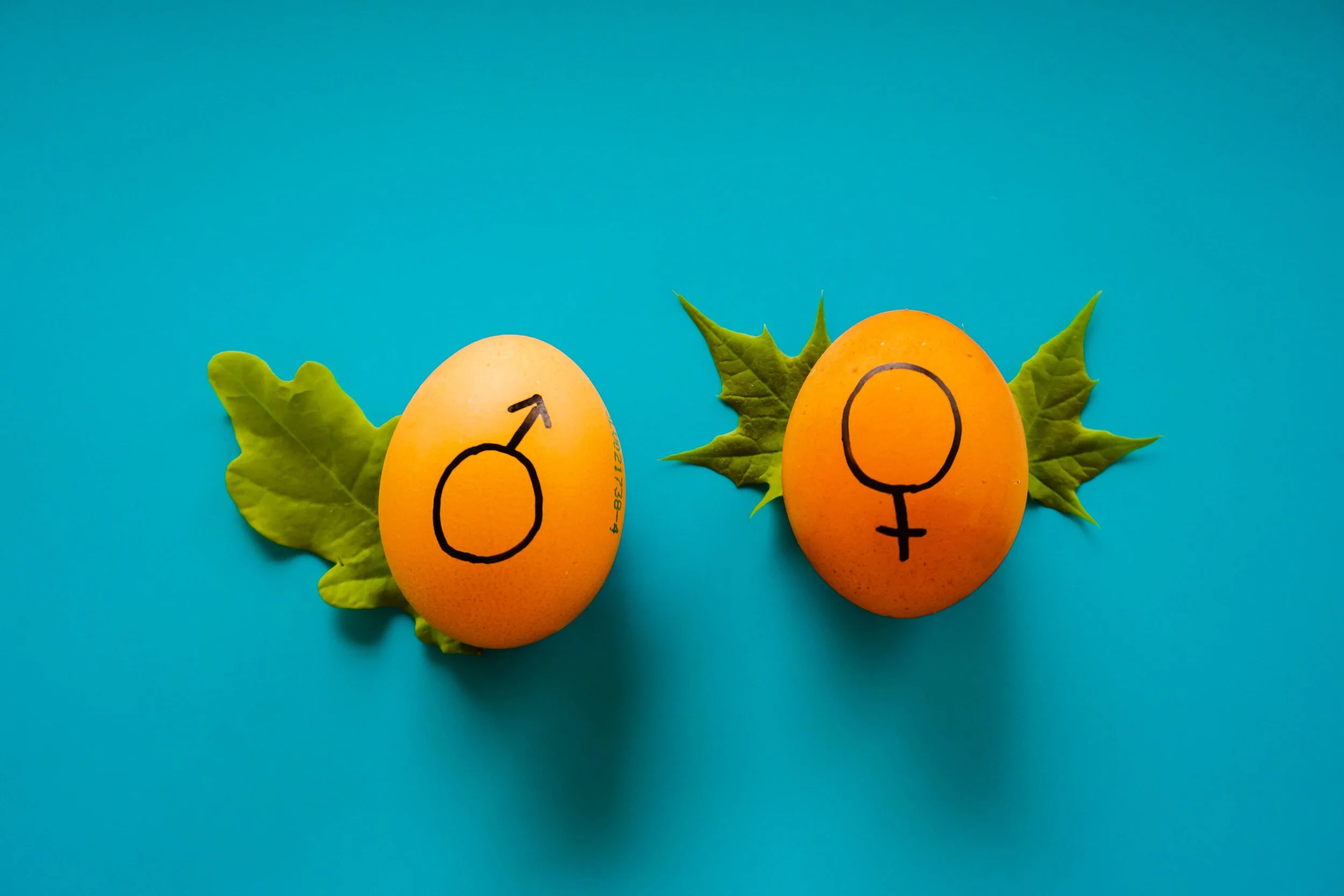 Male and female gender signs on orange egg.jpg