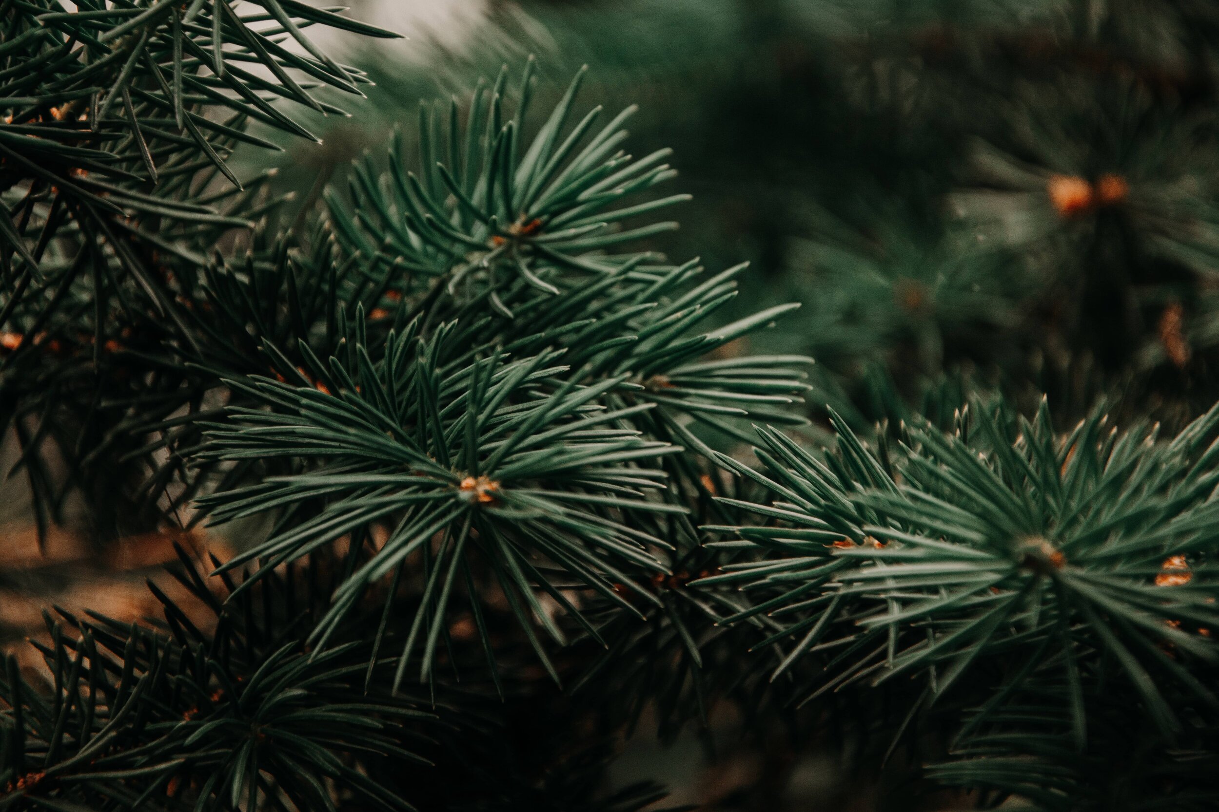 Evergreen pine needle branches.jpg