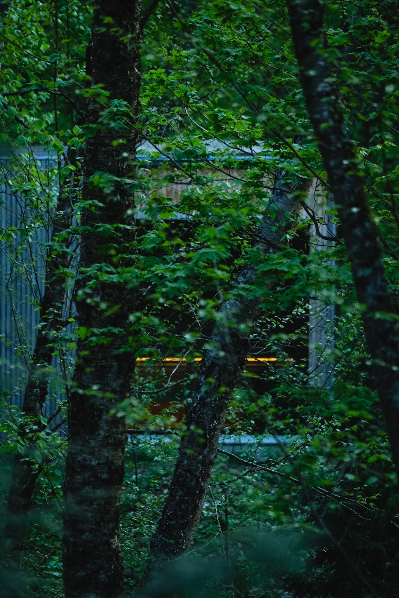 Dense green forest with a glimpse of a house and a yellow window in the background.