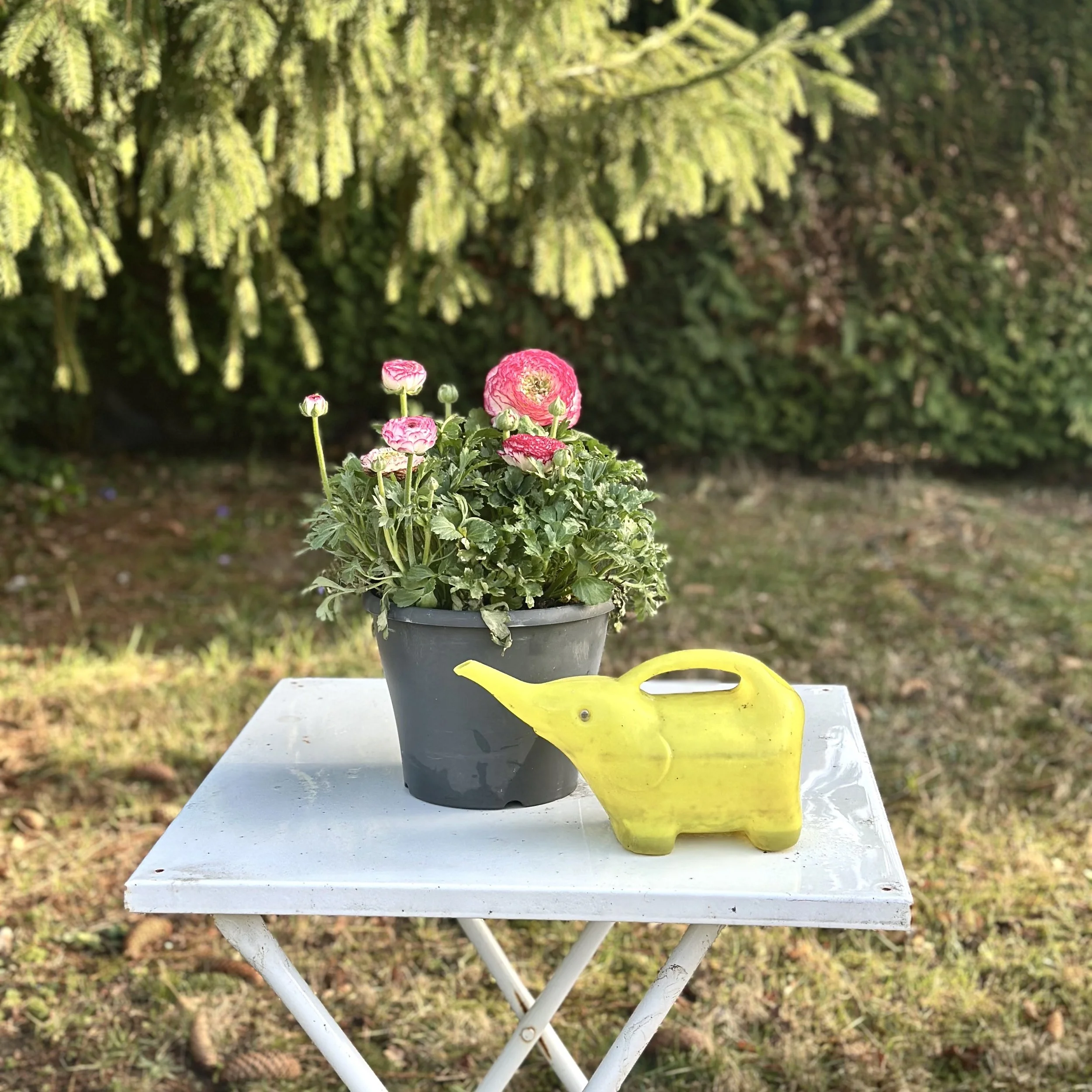 unseen garden .jpg