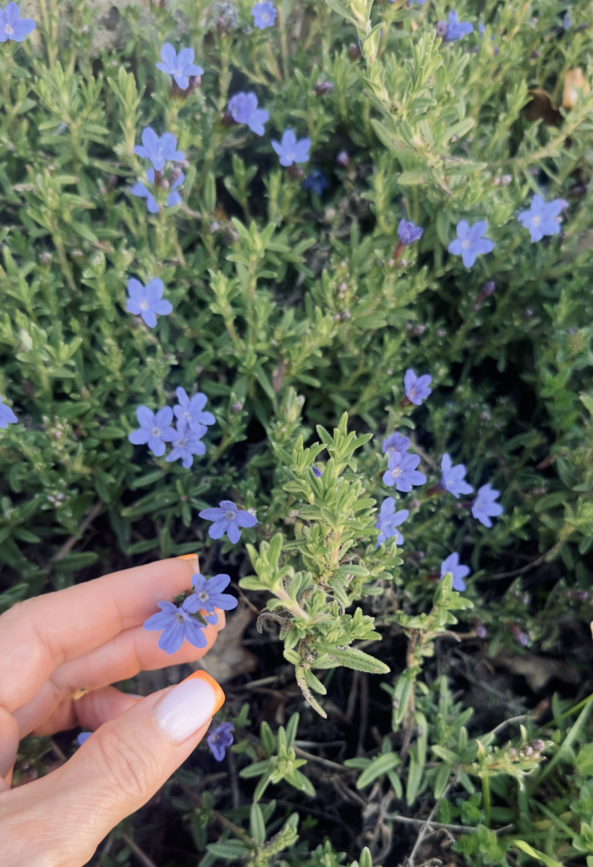 unseen garden 14.jpg