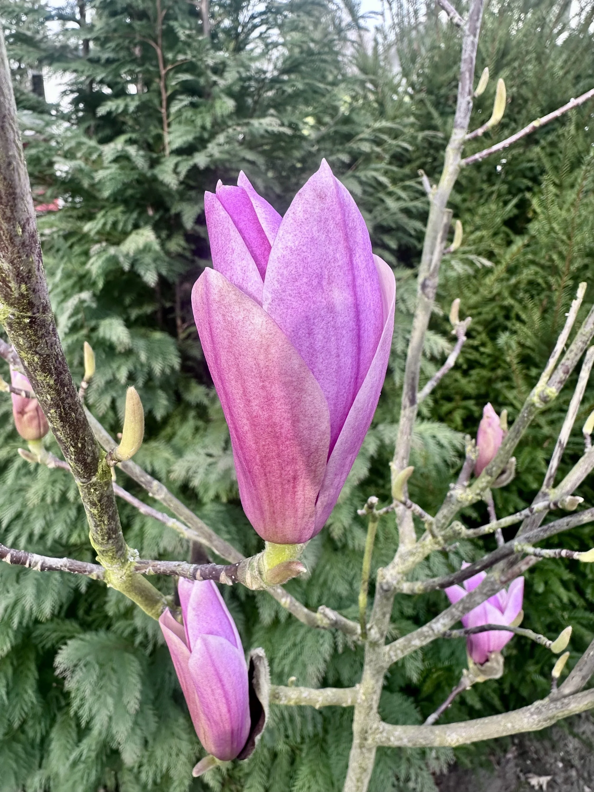 unseen garden 6.jpg