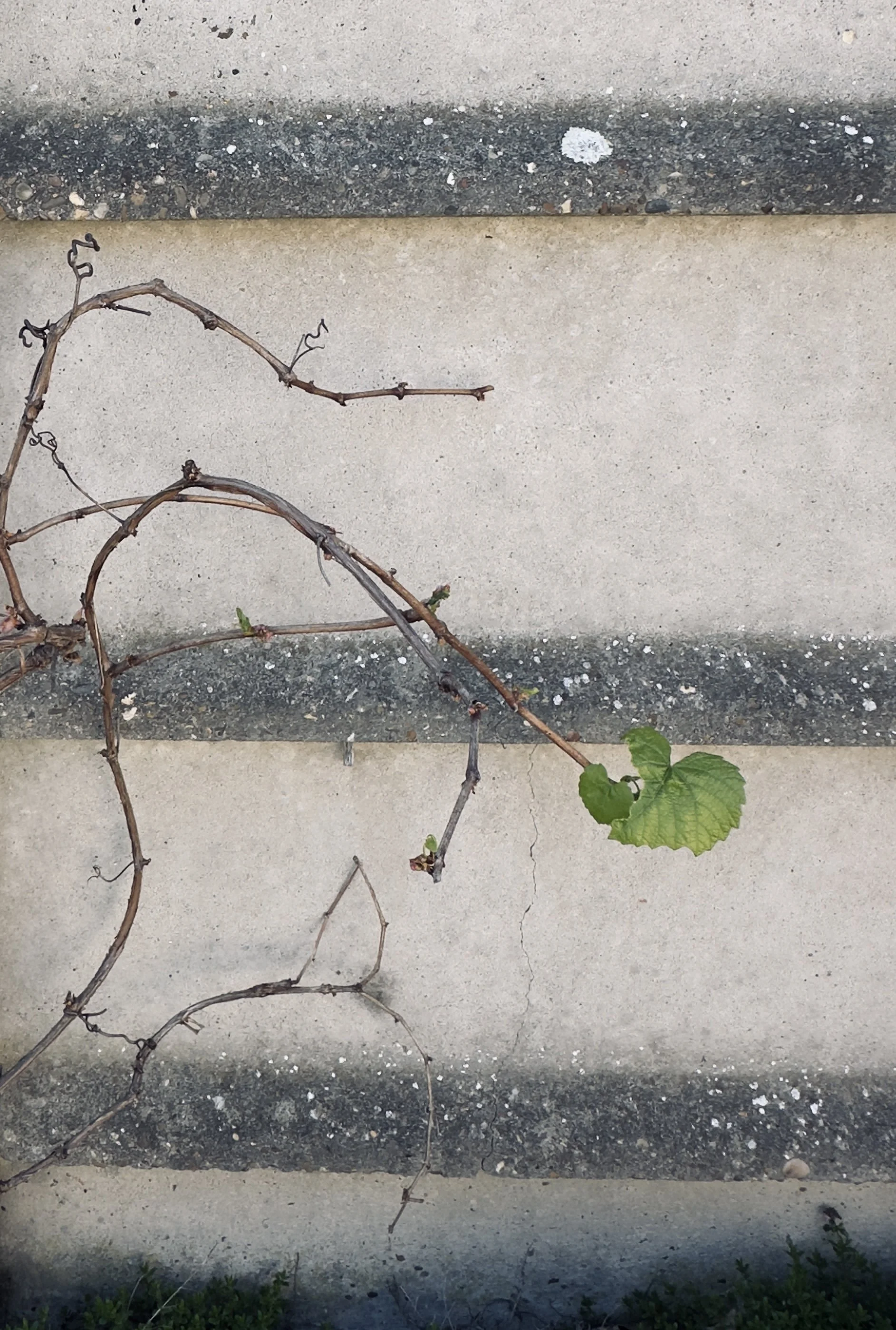 unseen garden 9.jpeg