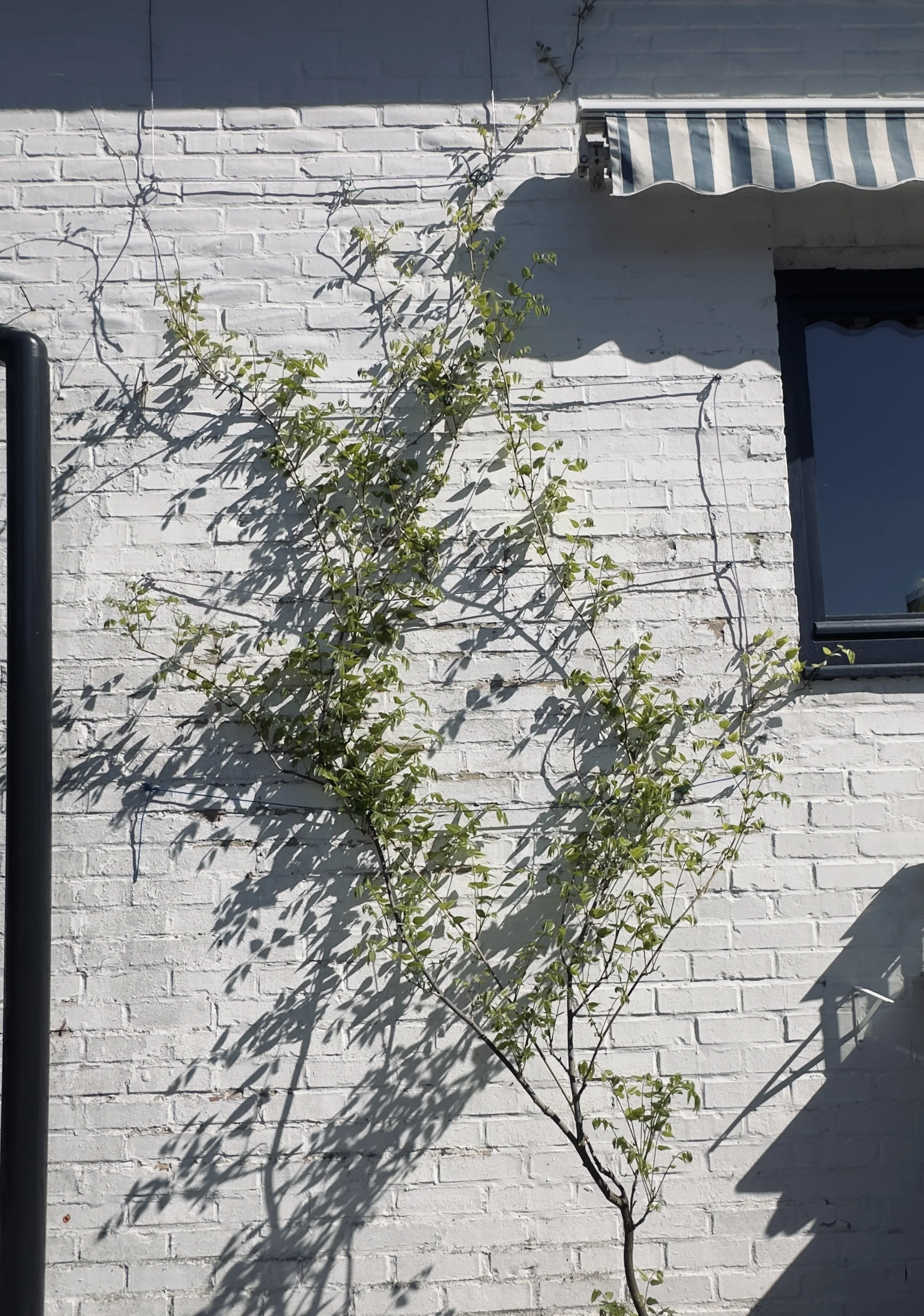 unseen garden 19.jpg
