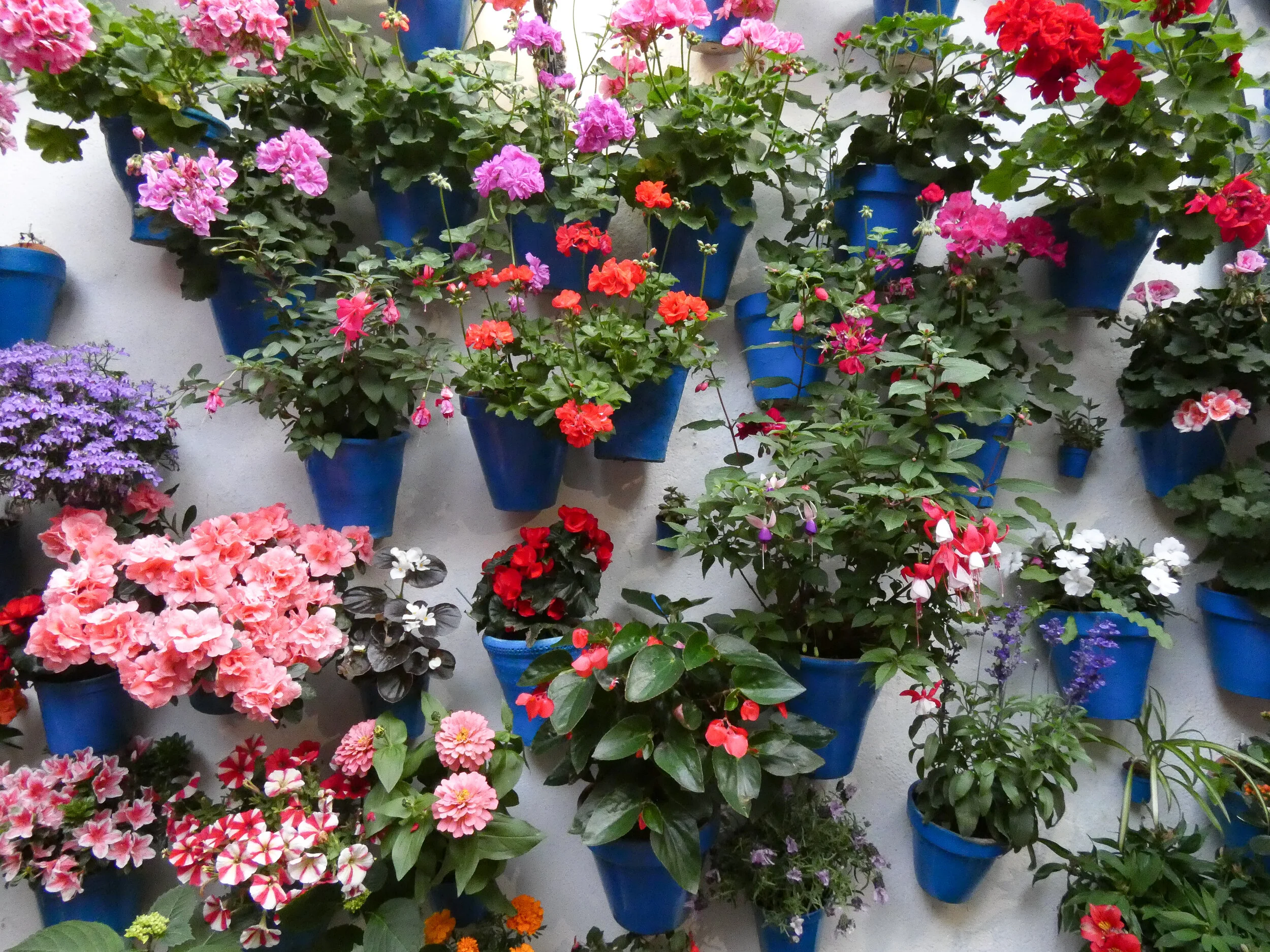 Bright blue flower pots and colorful flowers at one of the patios of Cordoba’s la Fiesta de Los Patios.