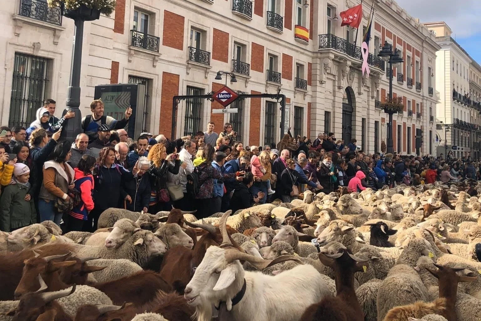 Trashumancia festival in Madrid, sheep crossing a busy street