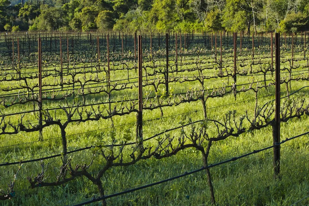 Spring Green Vineyard smaller.jpeg