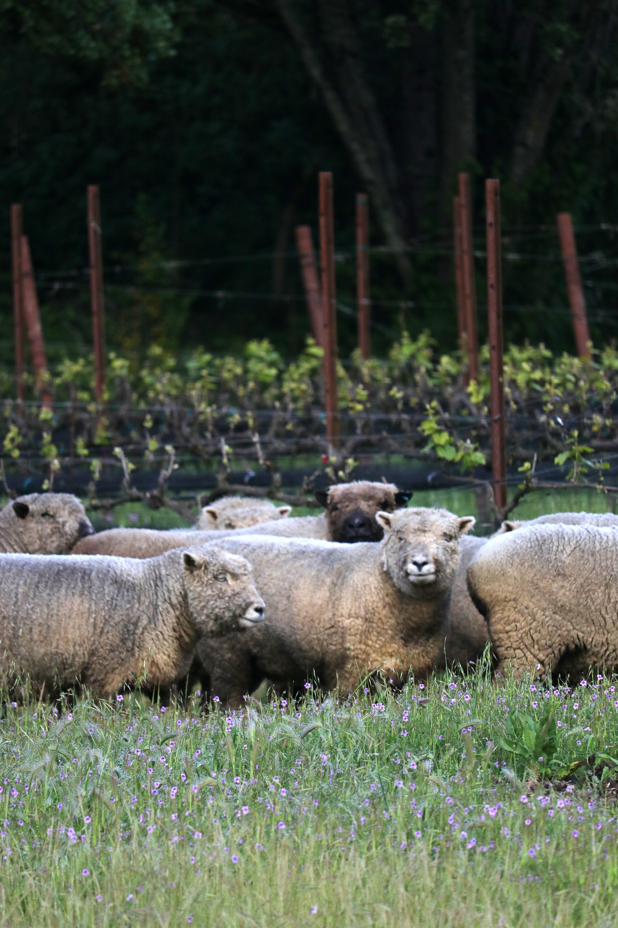 Ewes in the Spring Vineyard.JPG