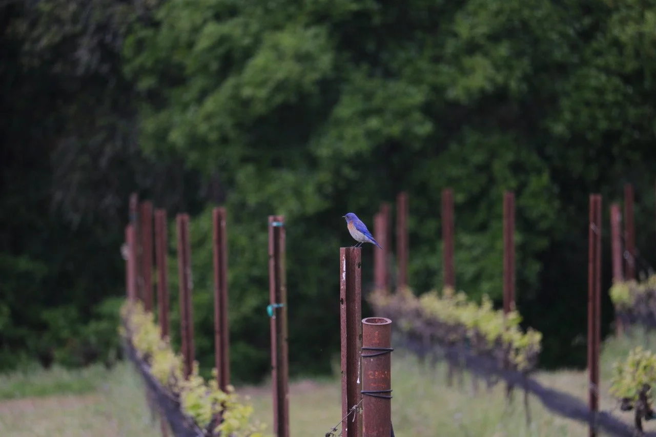 western bluebird on a vineyard post