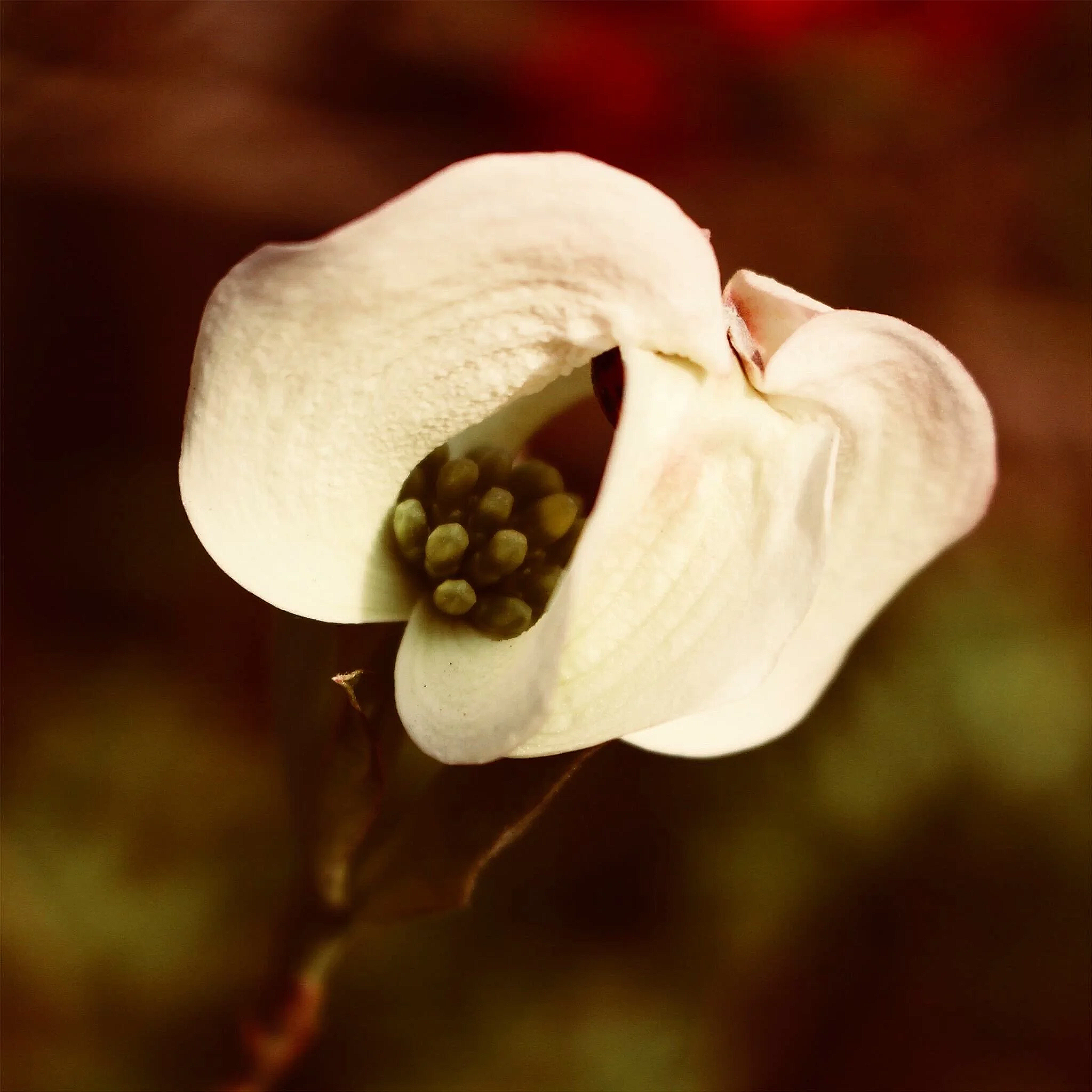IMG_E2961.png