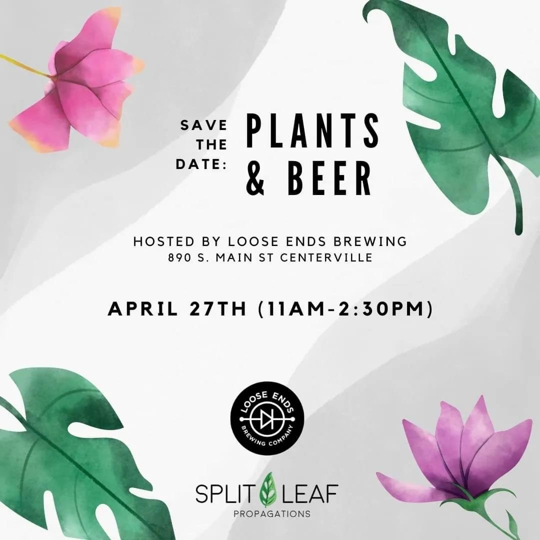 Plants &amp; Beer is almost here! 🪴🍻

If you haven't had the chance to make it out yet, you have one final chance on April 27th from 11 AM - 2:30 PM at Loose Ends Brewing. 🎊

There will be many vendors selling plants and planty accessories, the ch