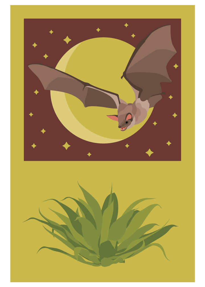Illustration of bat flying over agave plant