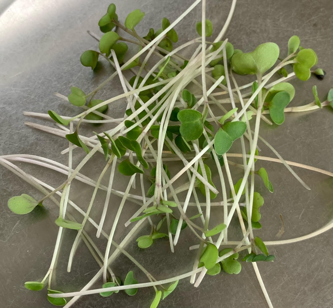 Red Russian Kale Microgreens - Fundy Bay Microgreens