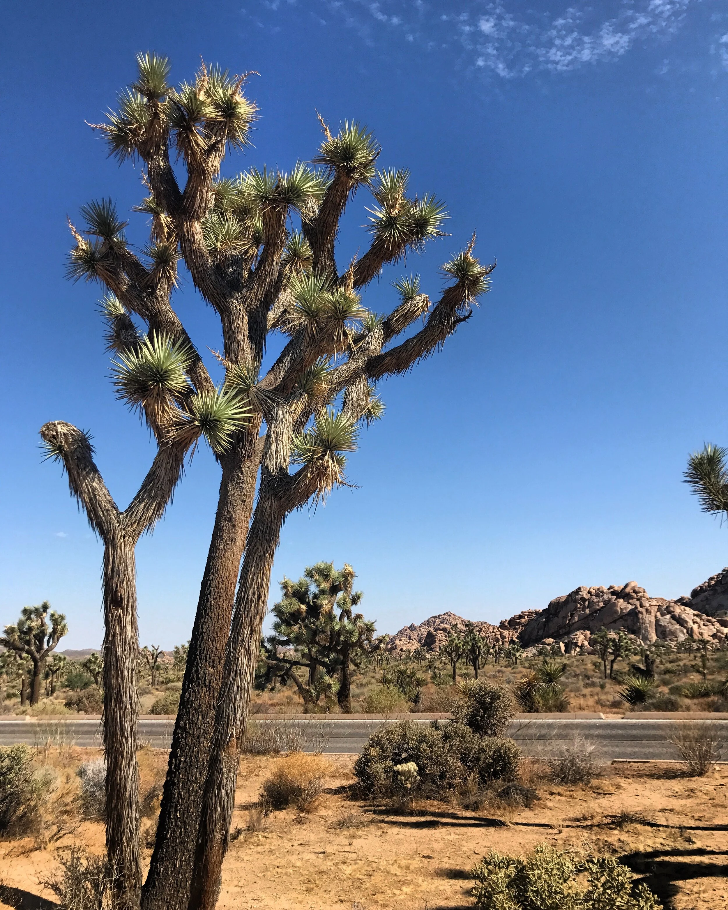 joshua tree national park. — sea to sky.