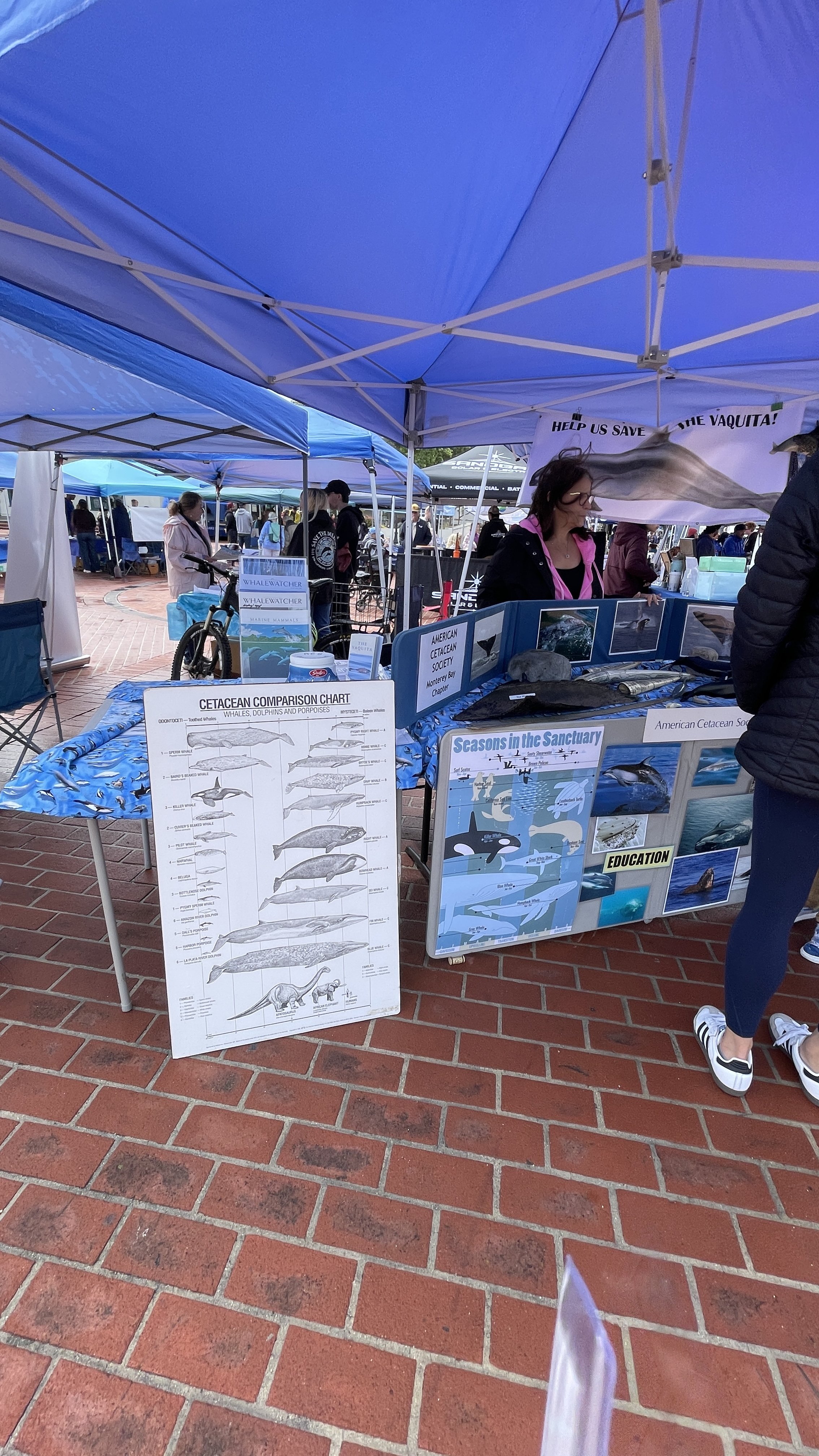 American Cetacean Society (2).JPEG