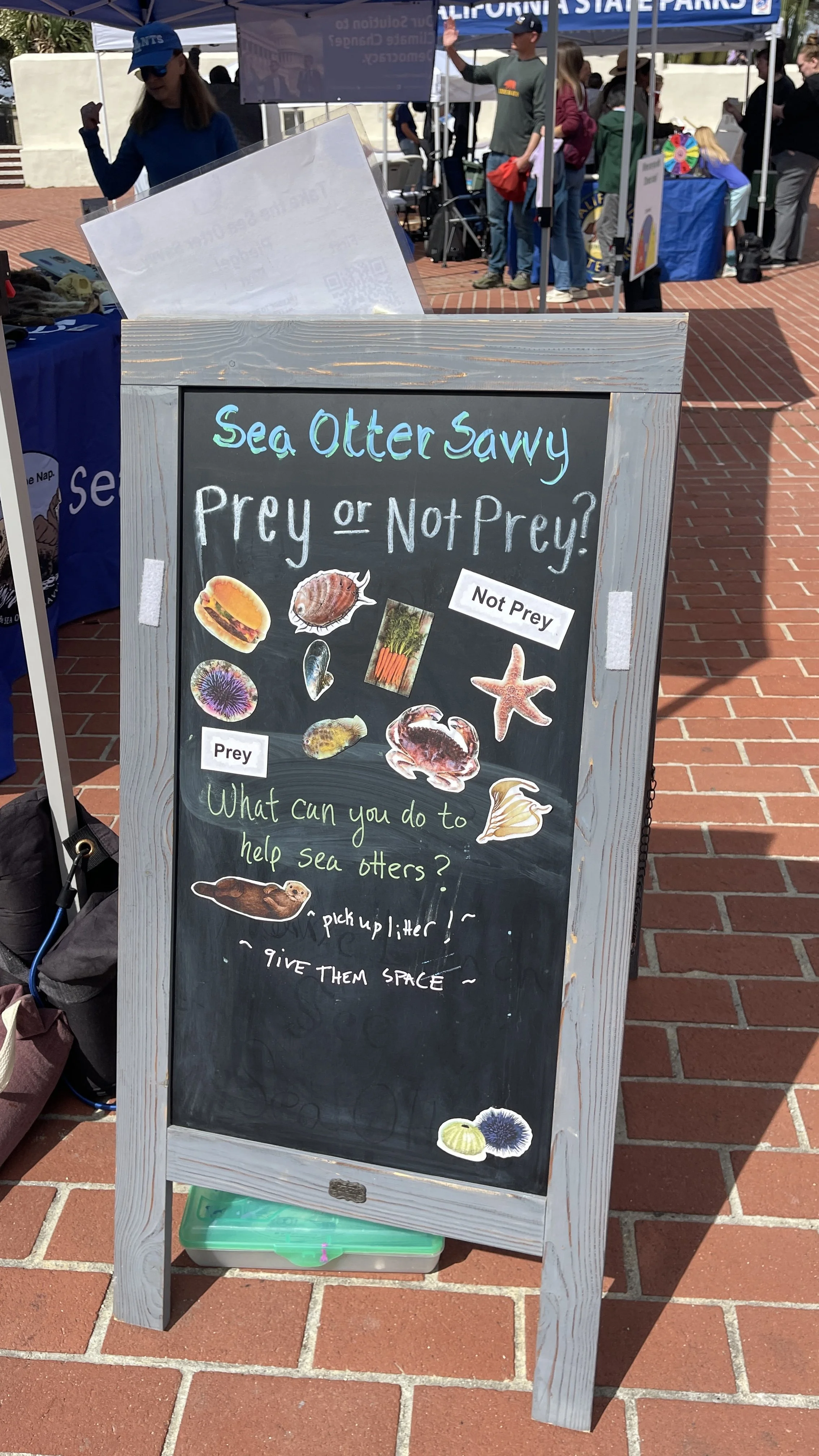 Sea Otter Savvy (1).JPEG