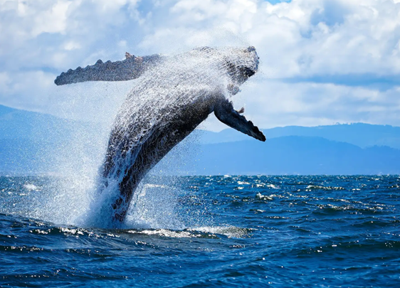 Brian Phan whale watch photo smaller.png