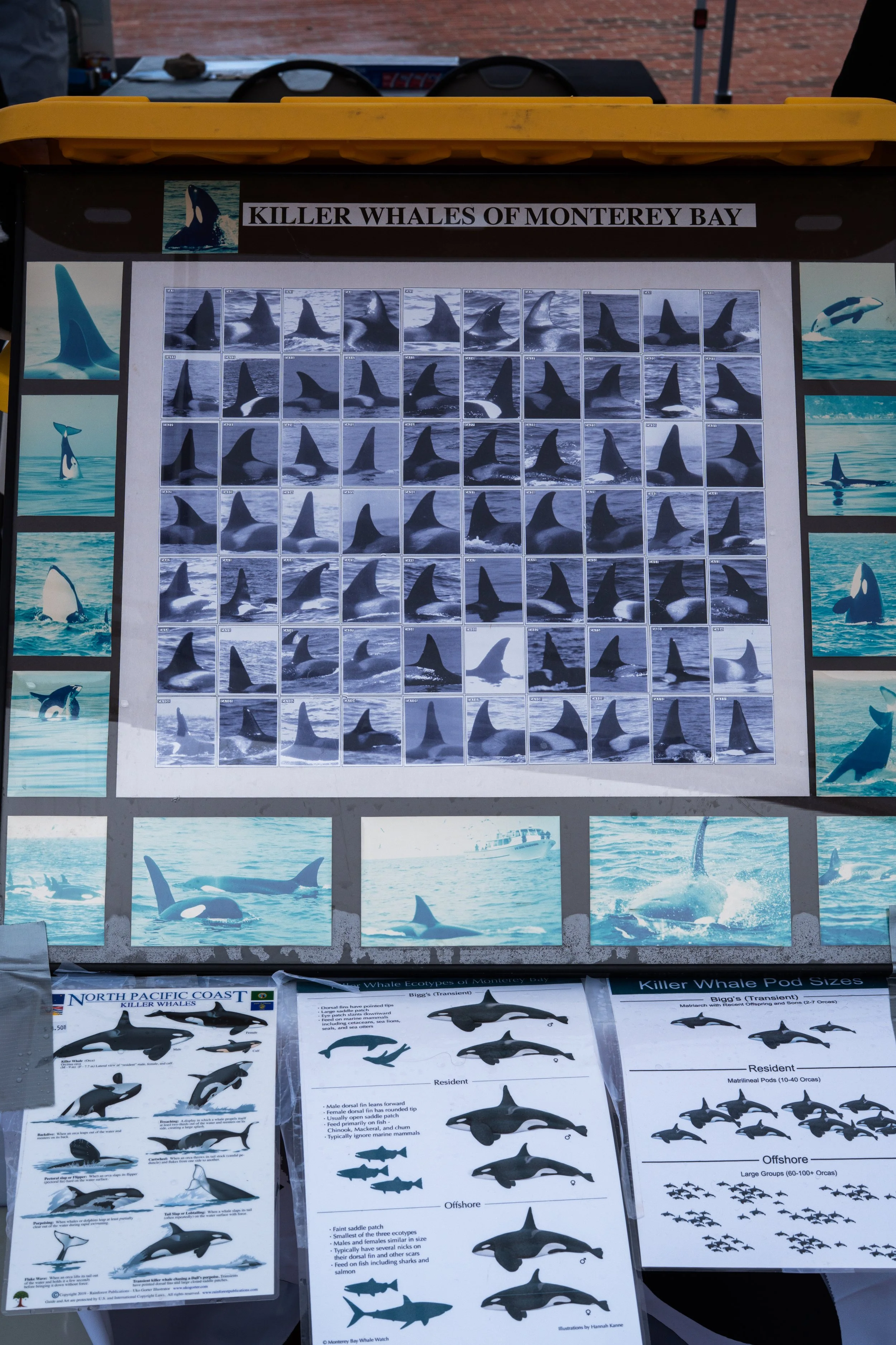 Whale Fest 2026-16.jpg