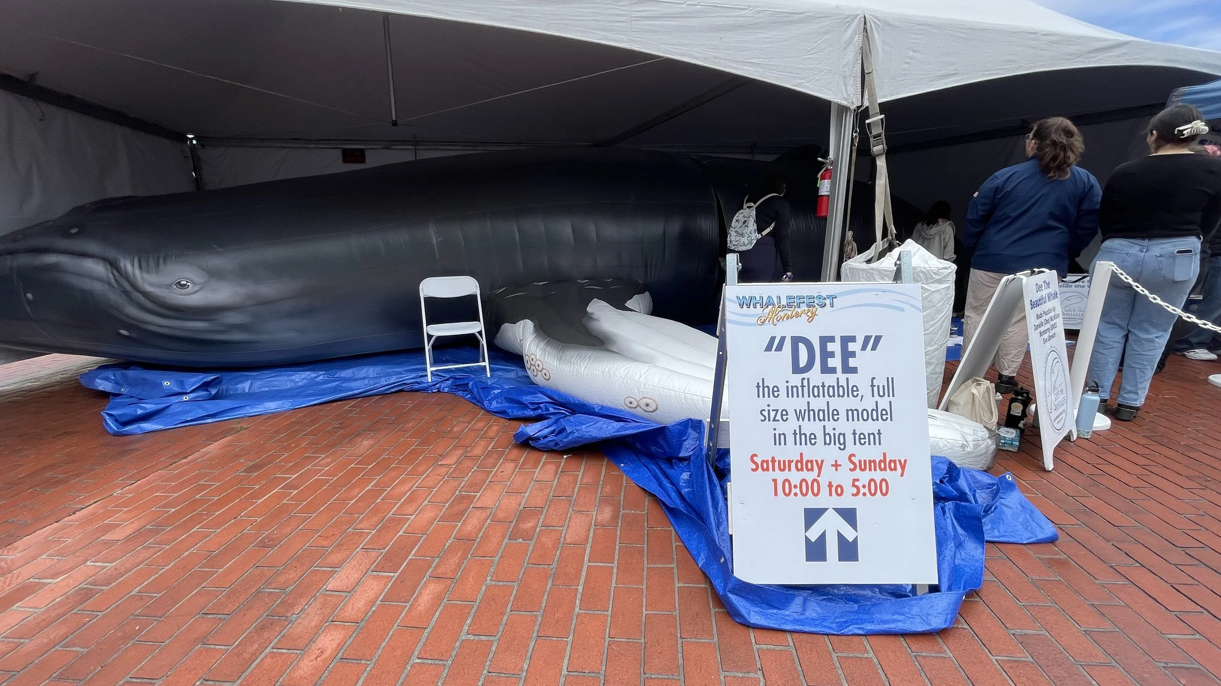Save The Whales (5).JPEG