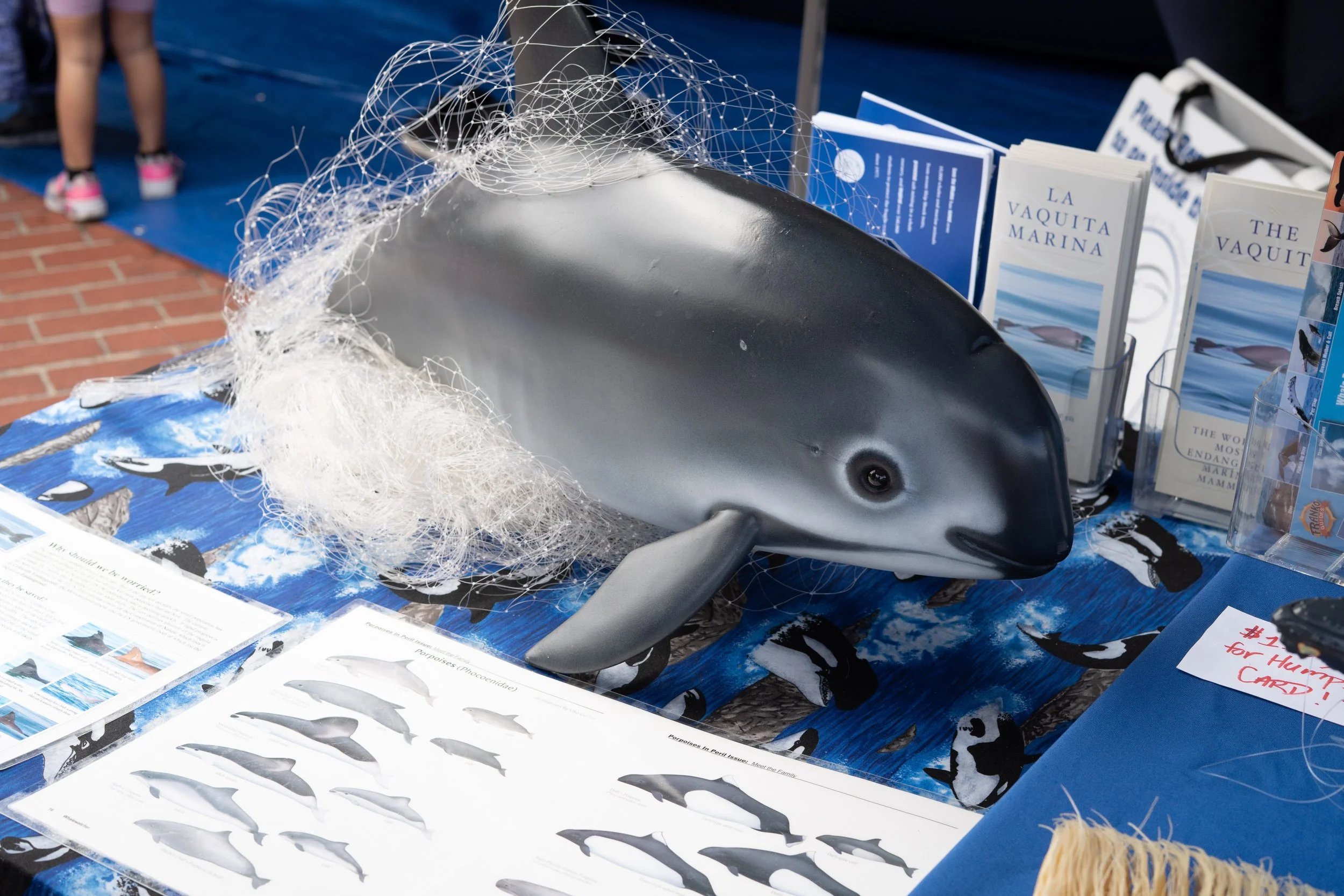 Whale Fest 2026-39.jpg