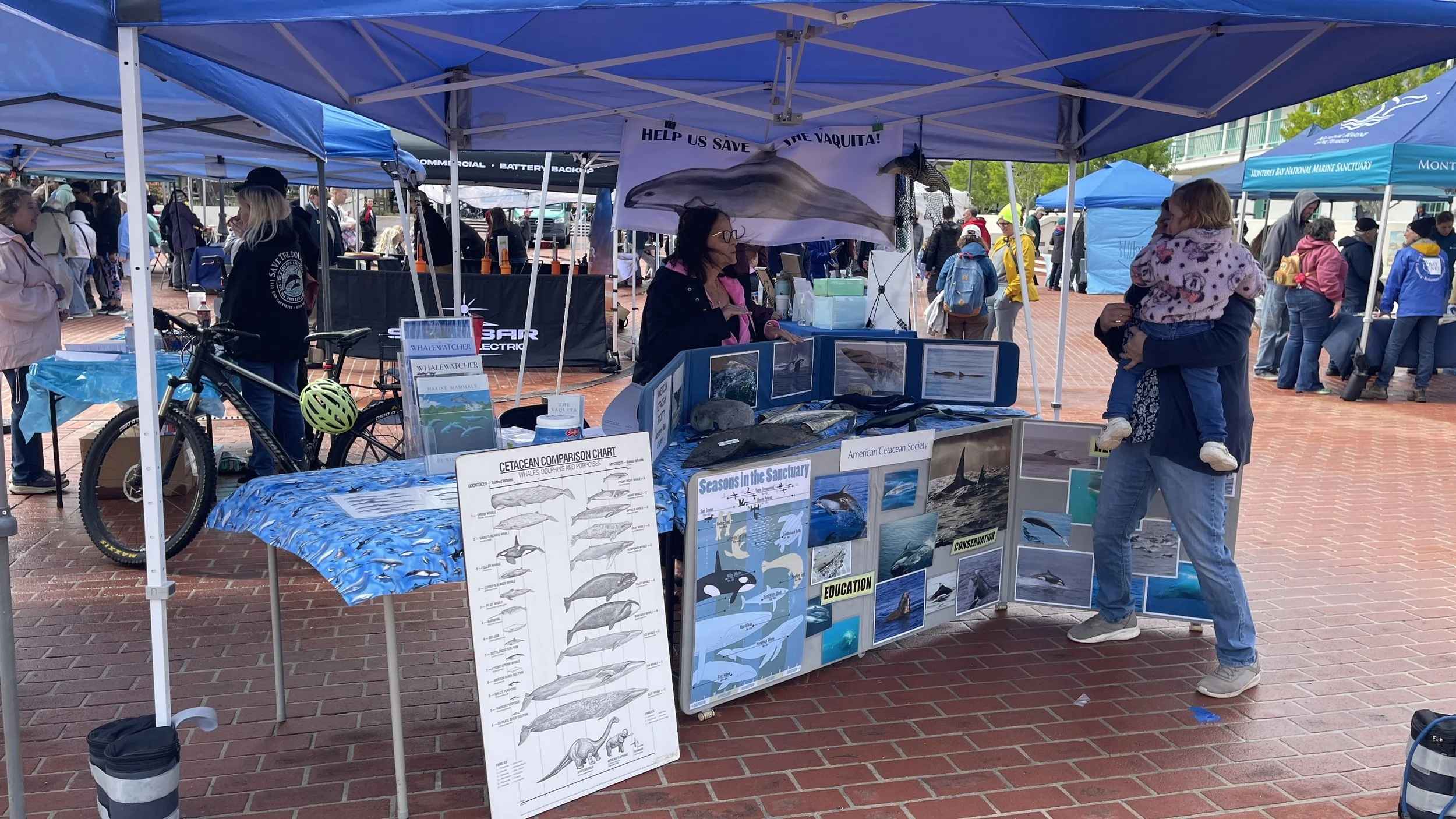 American Cetacean Society (4).JPEG