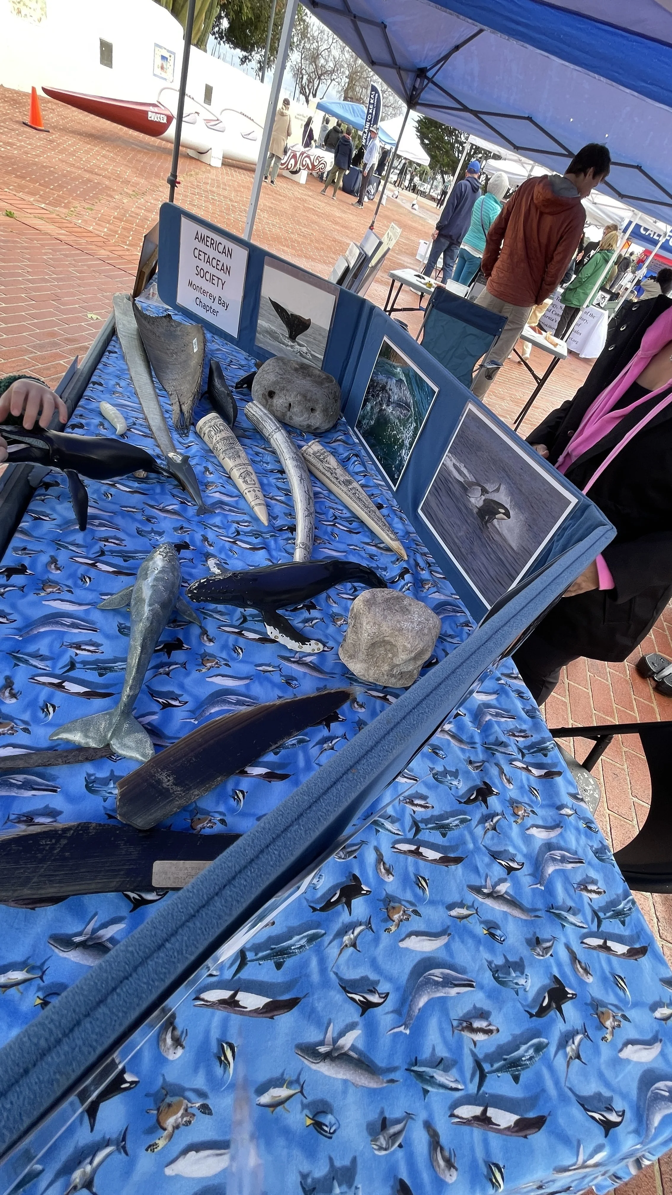 American Cetacean Society (1).JPEG
