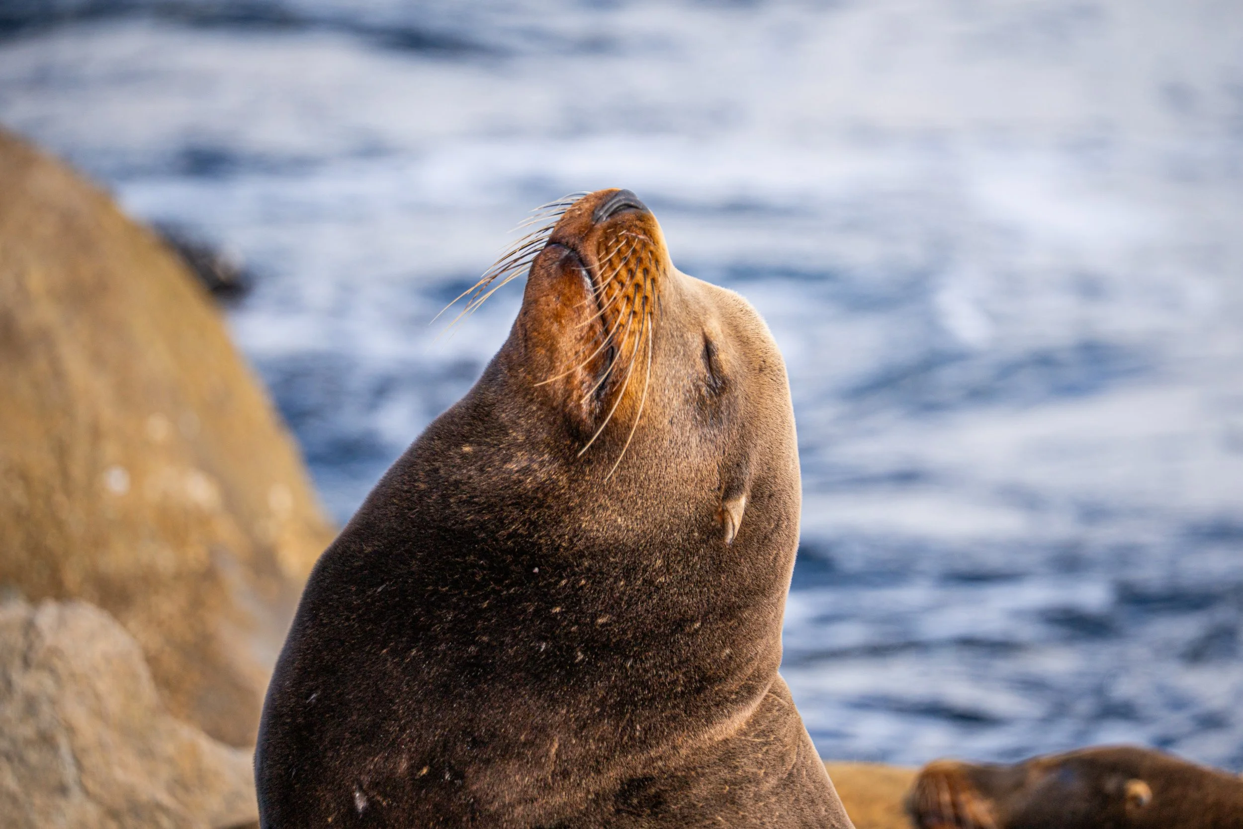 Whale Fest 2026-103.jpg