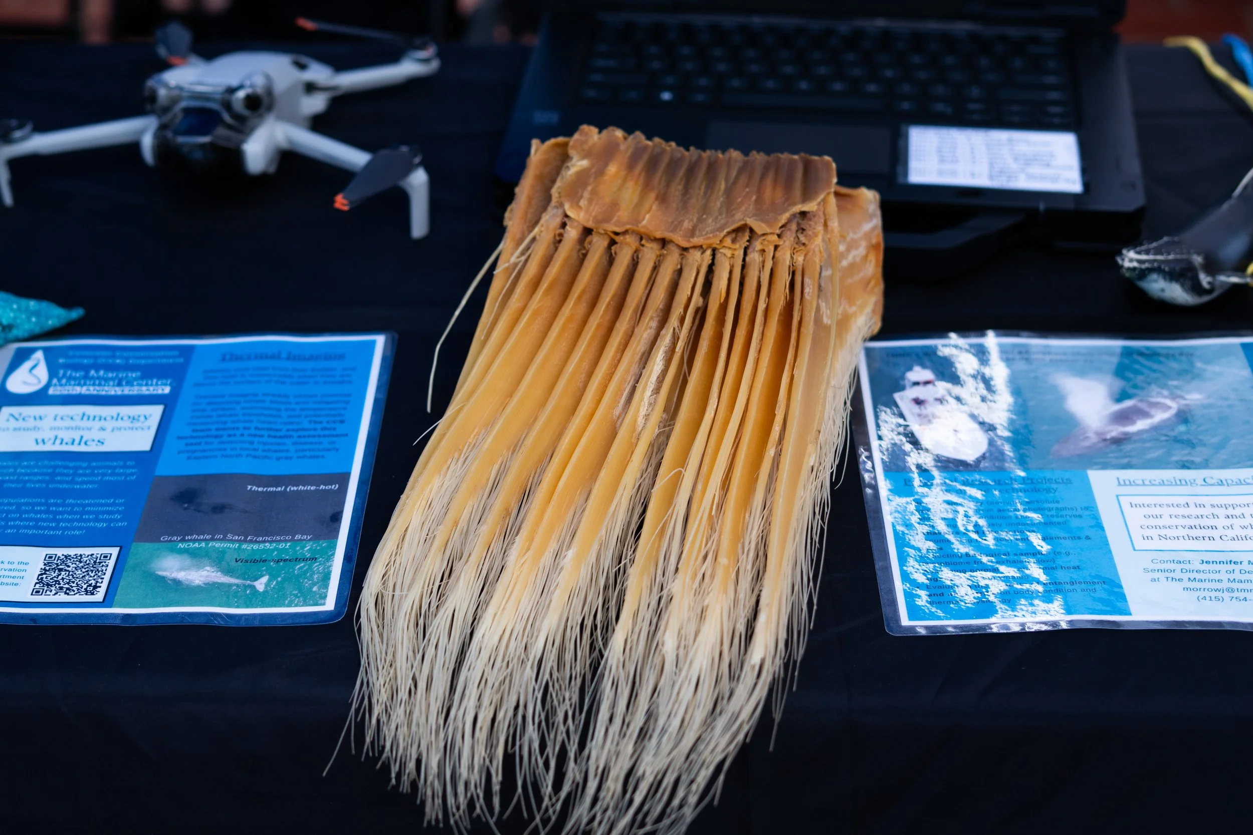 Whale Fest 2026-8.jpg