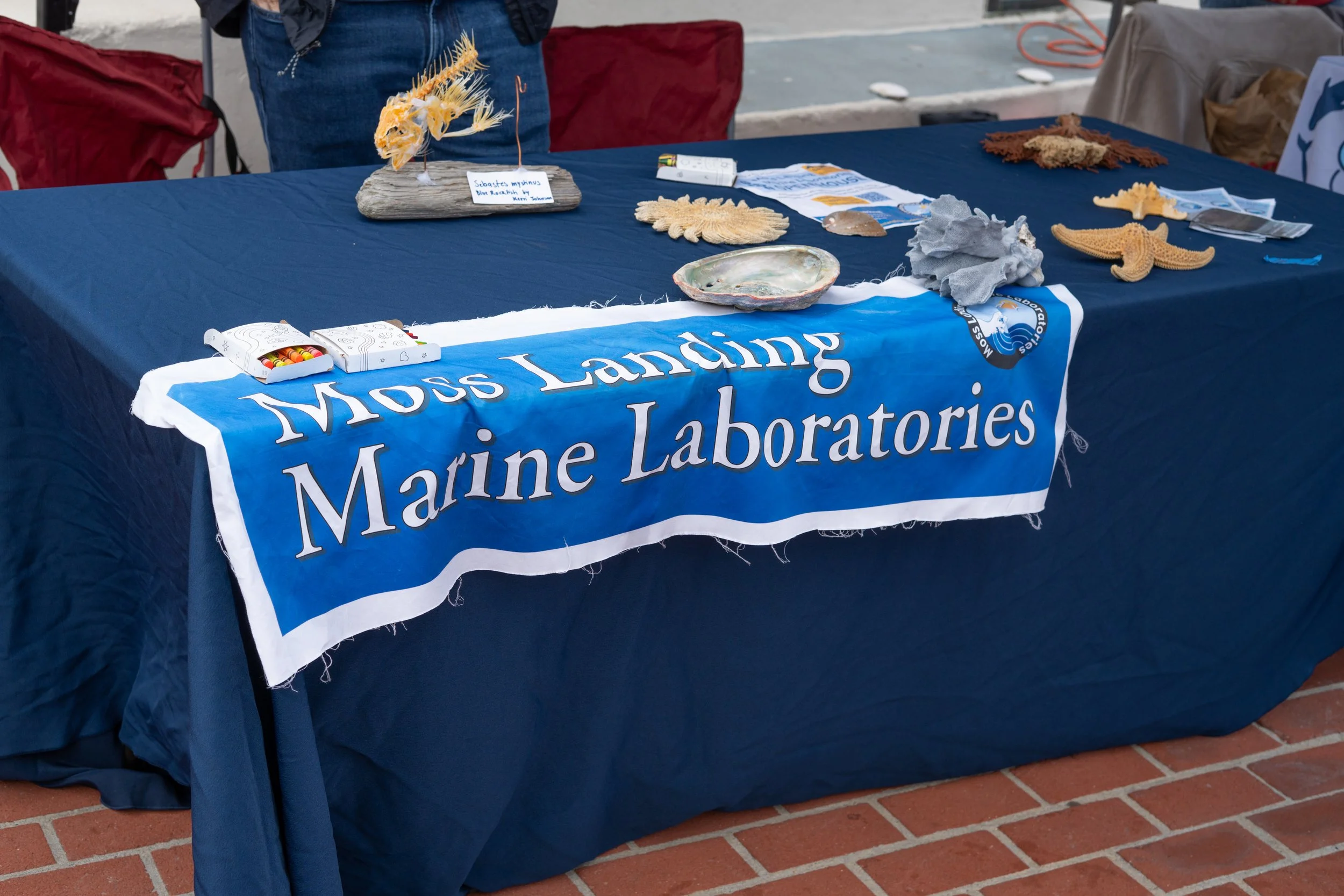 Whale Fest 2026-54.jpg