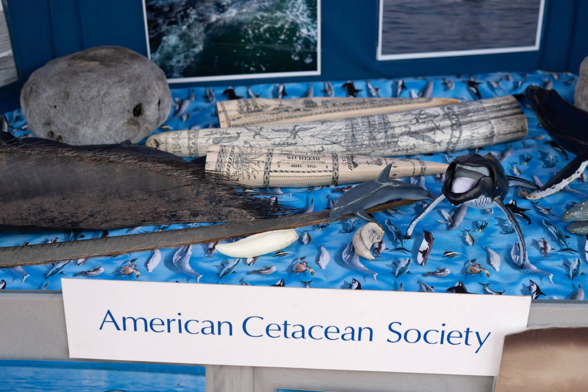 Whale Fest 2026-12.jpg