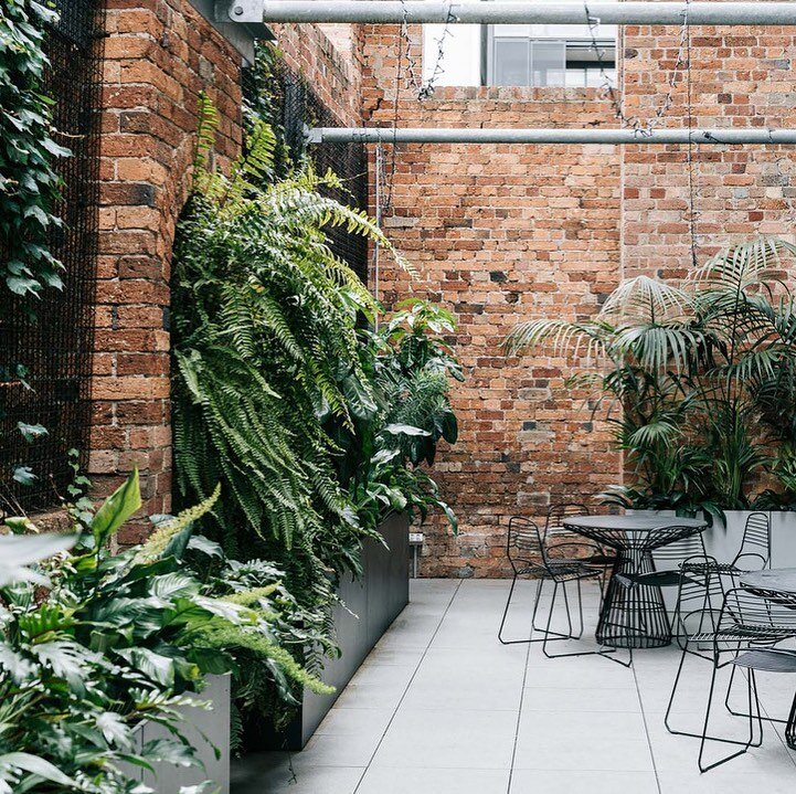 We used charcoal steel planters across the back wall and concrete coloured ones down each end of the courtyard, the variation in colour is nice and they both contrast beautifully with the old brick walls and lush green