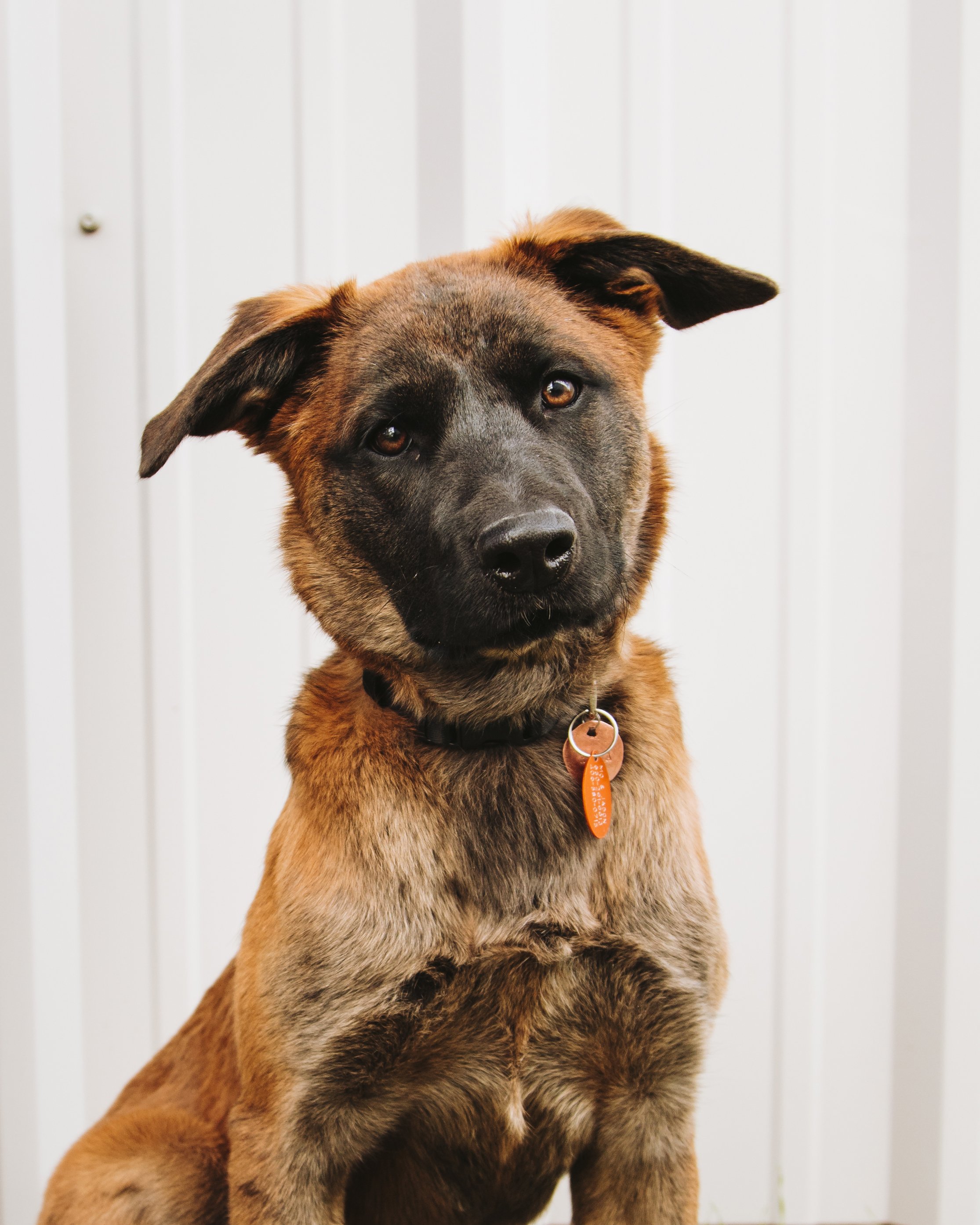 Brown and black dog with an orange tag sitting in front of a white background.
